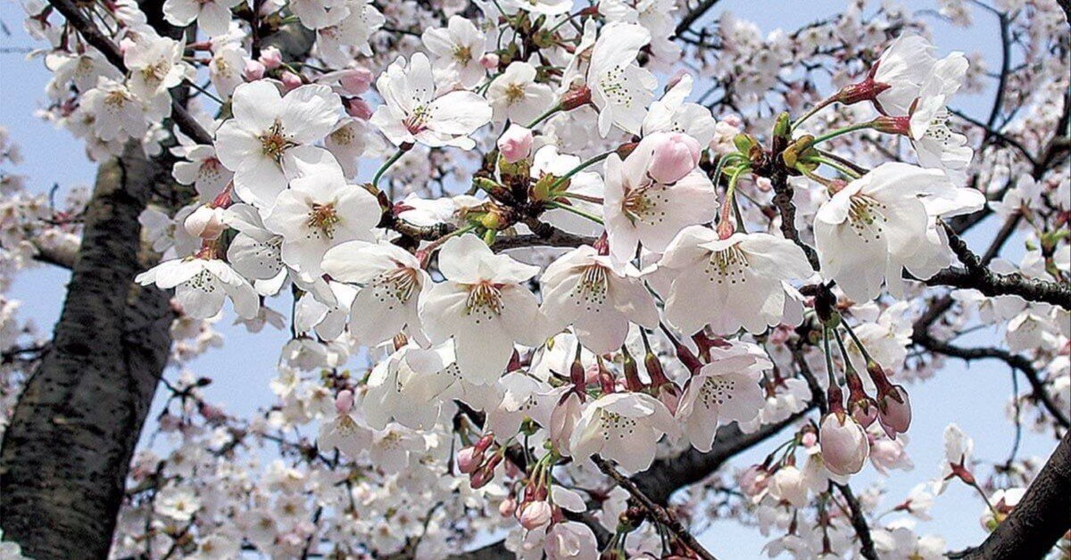 日本のサクラの種・品種マニュアル 日本のサクラの種・品種マニュアル 検索結果 | 桜図鑑｜公益財団法人