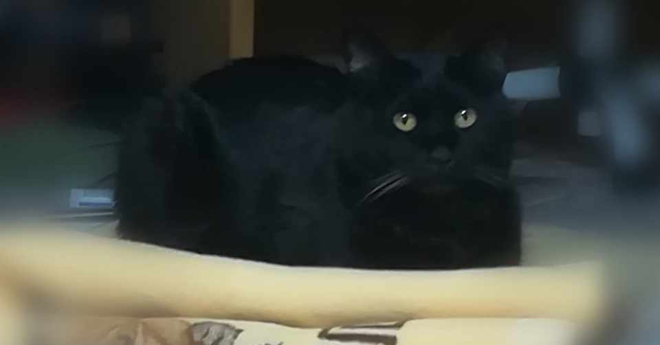 飼い猫やまとの治療記録3 しょうこ Note