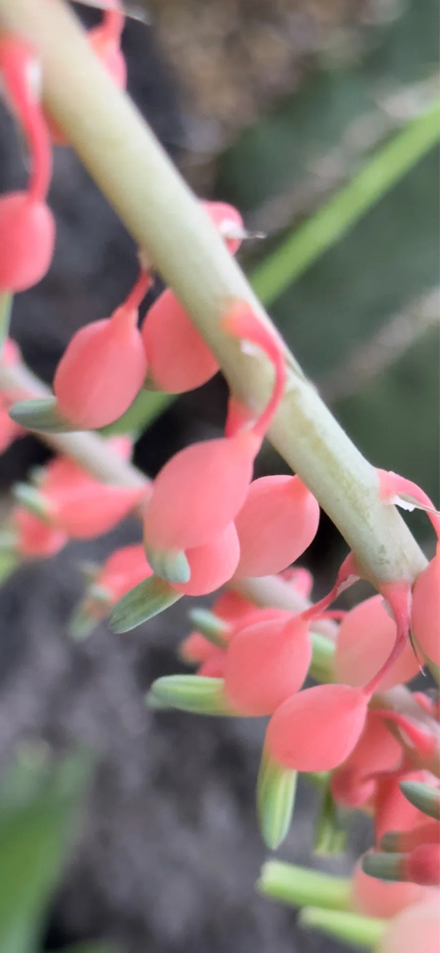 子宝錦｜EGGSEED