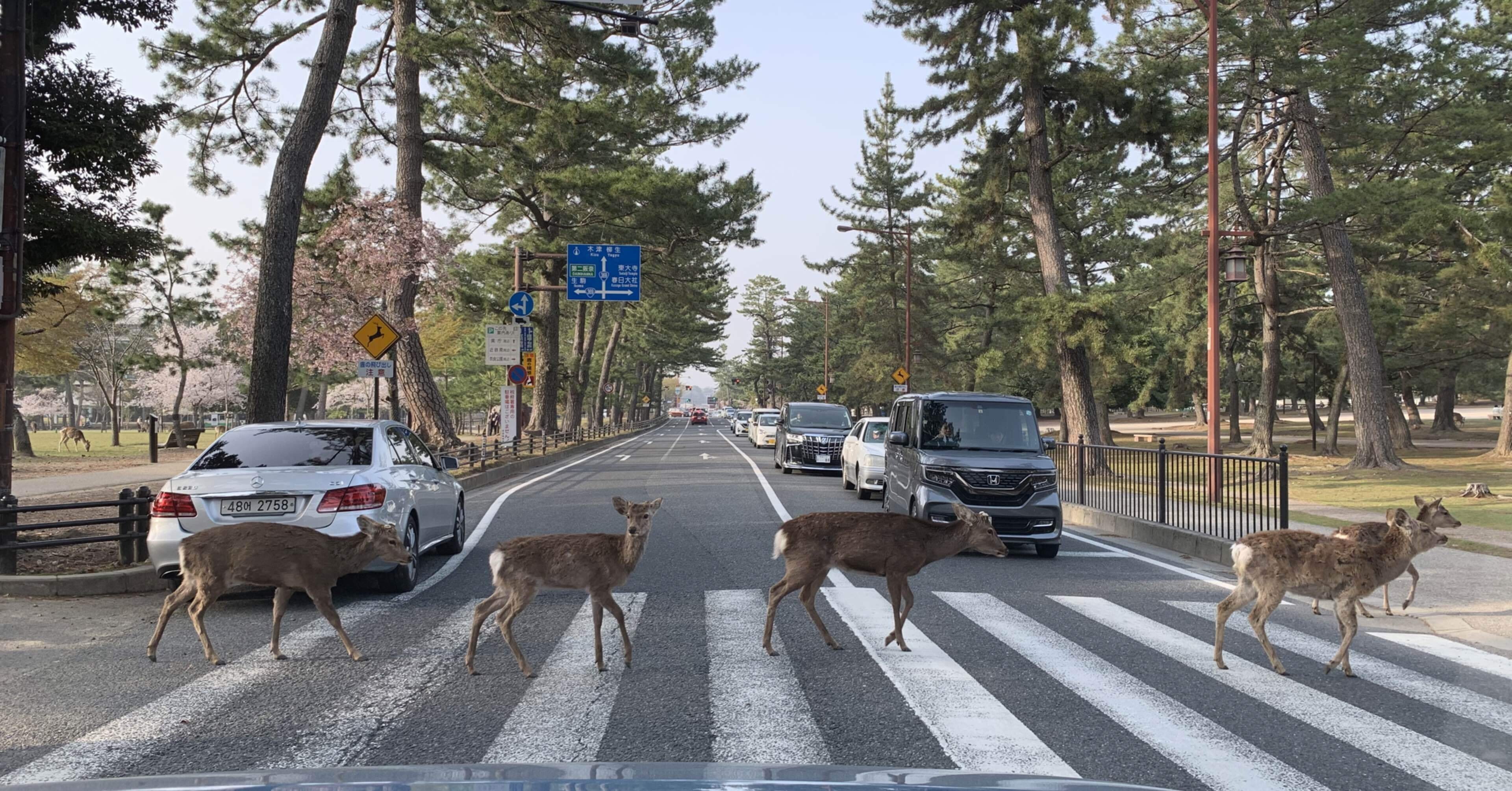 鹿と桜｜鹿先生