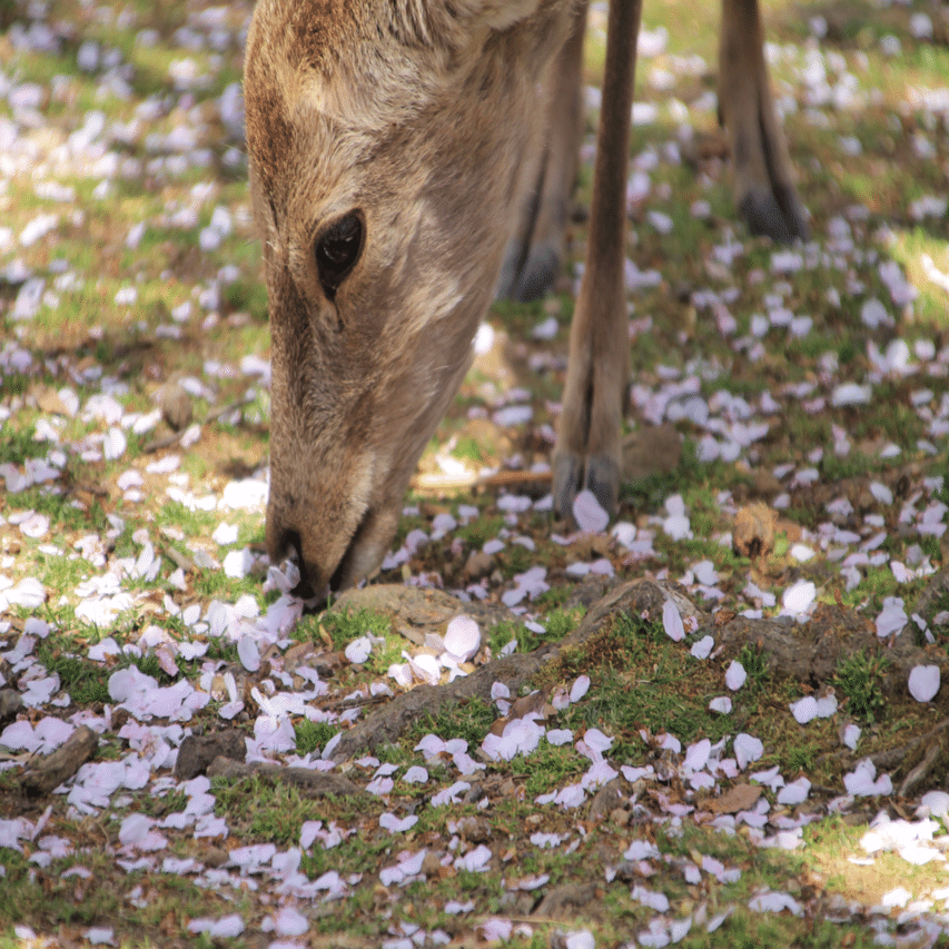 鹿と桜｜鹿先生