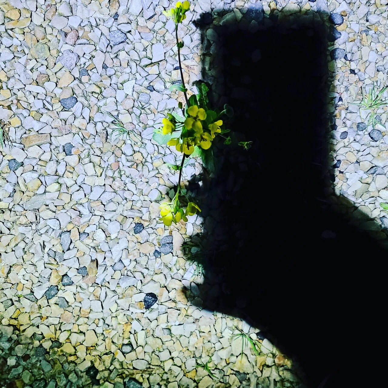 全球影迷为