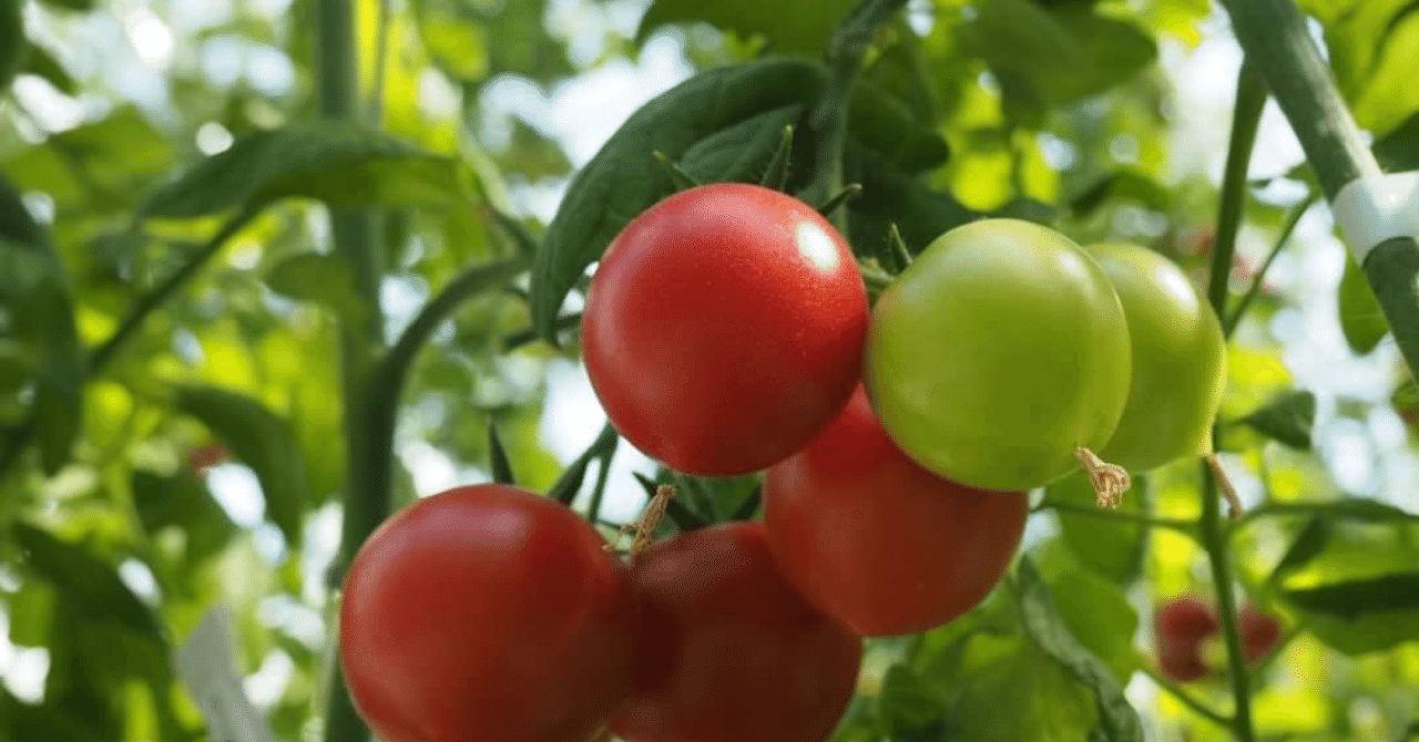 3/4援農日記】澤藤園さん｜みずのくるみ