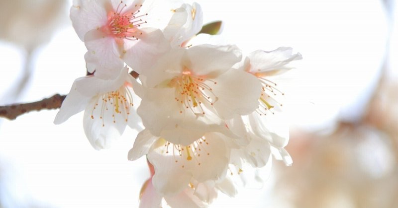 日本の春を代表する花😄桜ですよね