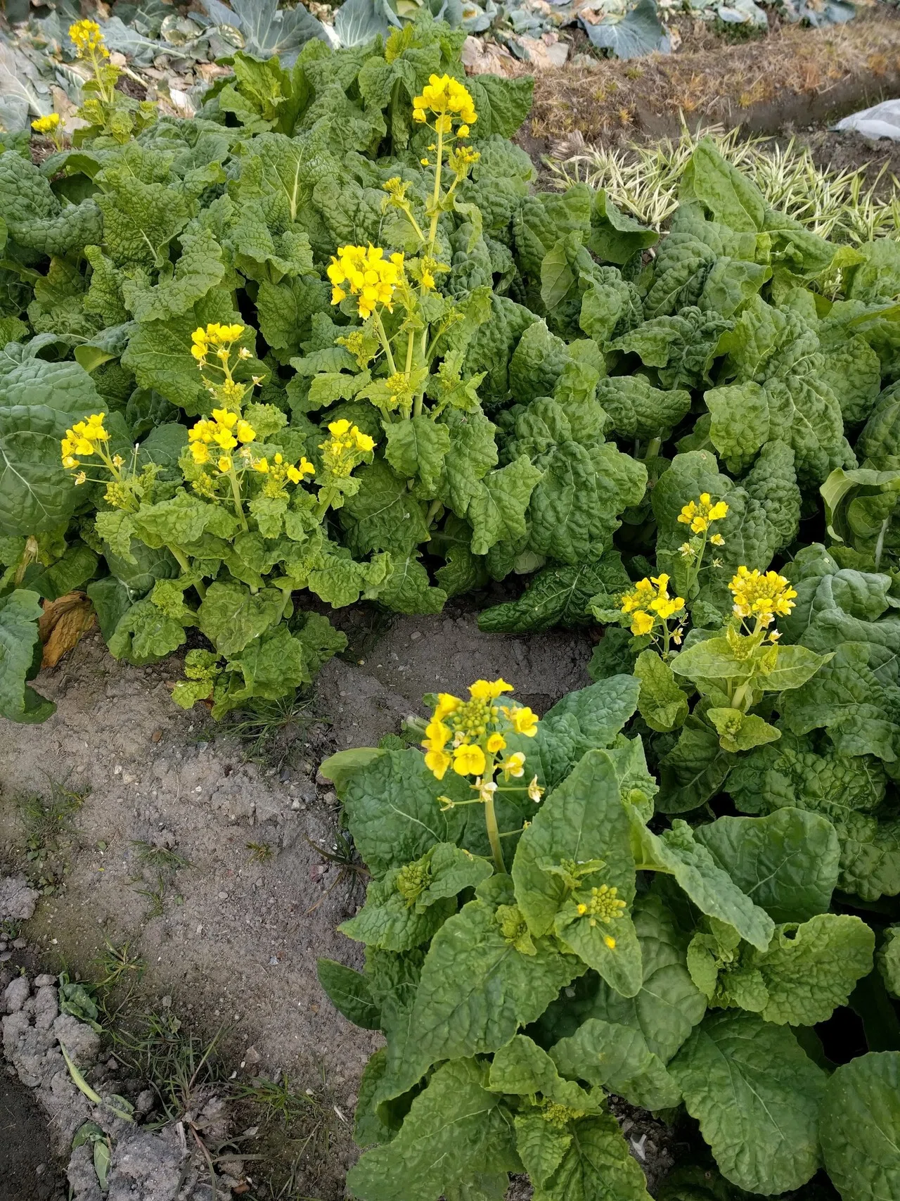 畑の横を歩くのは楽しい 菜の花の季節 Daiju Azuma Note