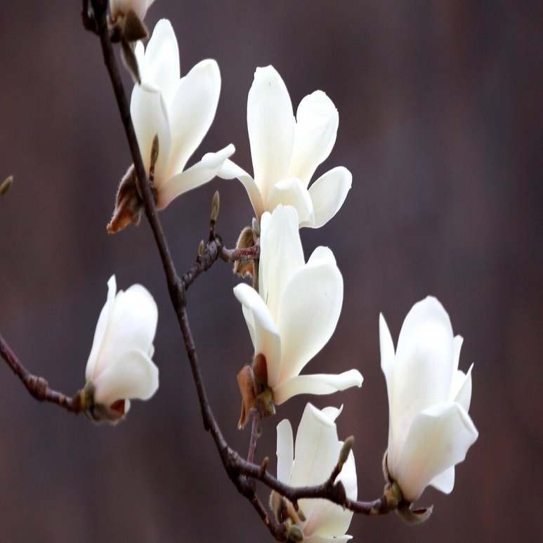 木蓮は一斉に飛び立つ竜の羽搏き｜守野麦
