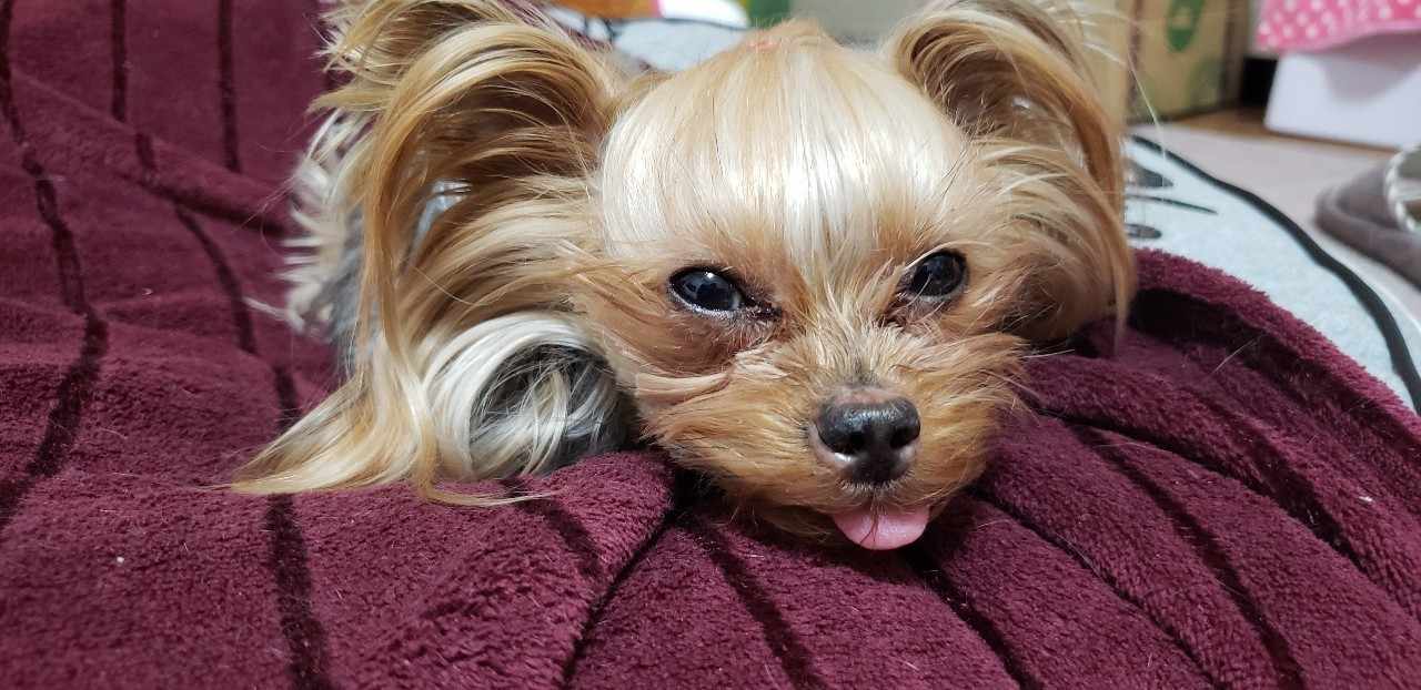 噛む犬は悪くない の新着タグ記事一覧 Note つくる つながる とどける