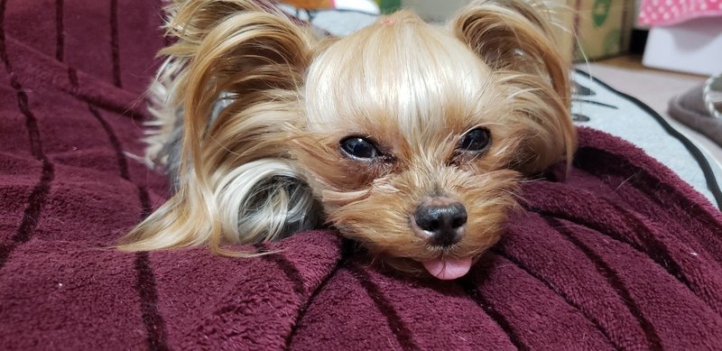 噛む犬は悪くない の新着タグ記事一覧 Note つくる つながる とどける