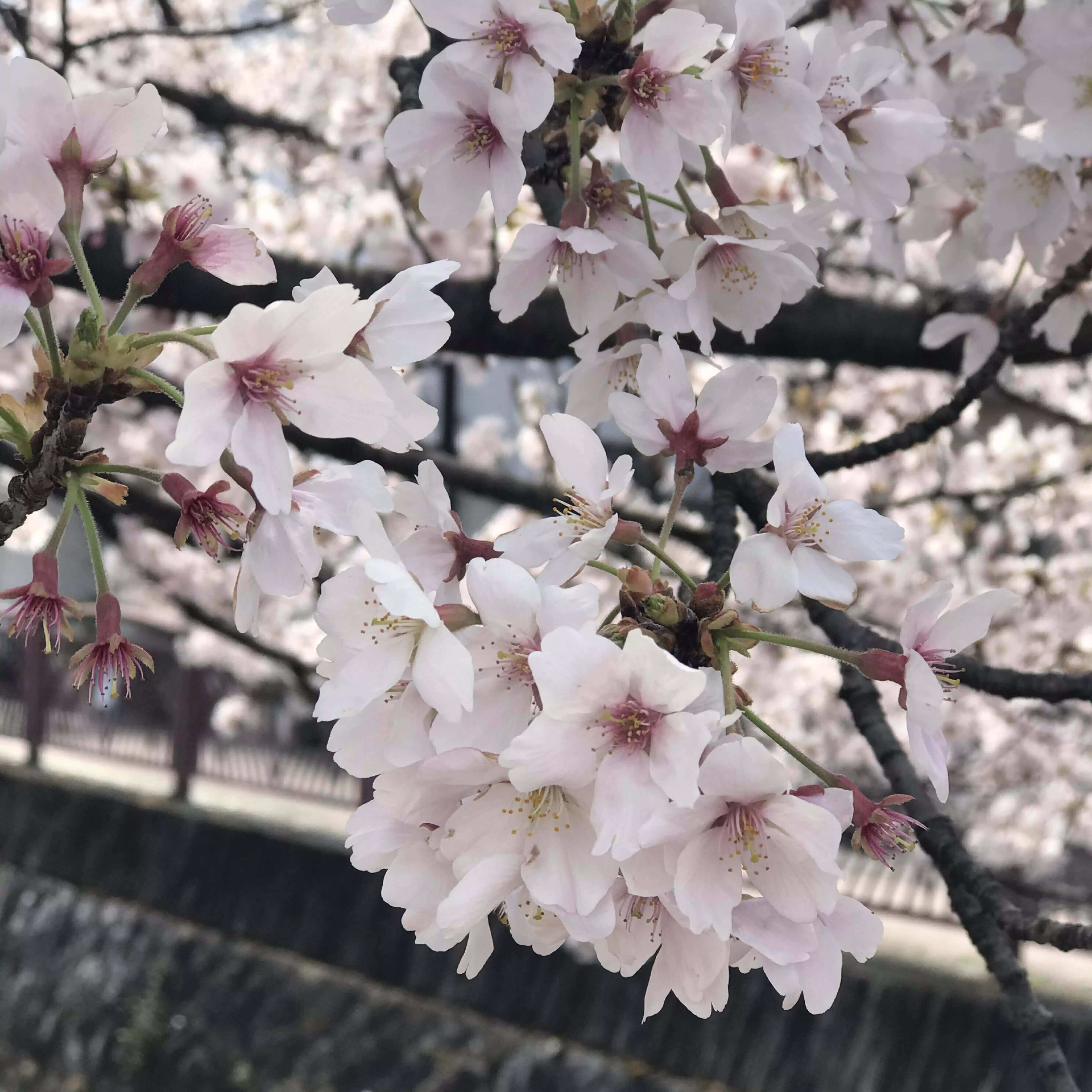 キナリサクラ