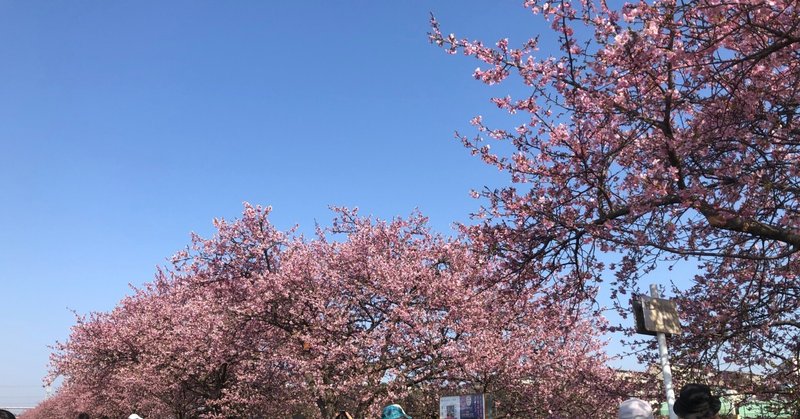 やっぱり八千代は桜がきれいだ